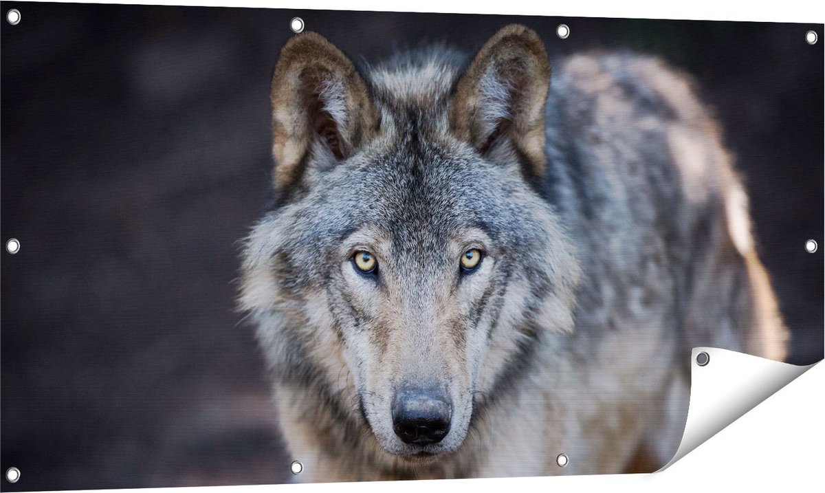 Gards Tuinposter Wolvenkop - Grijze Wolf - 120x60 cm - Tuindoek - Tuindecoratie - Wanddecoratie buiten - Tuinschilderij Multikleur