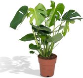 Hello Plants Monstera Deliciosa Gatenplant - Ø 19 cm - Hoogte: 60 cm - Kamerplant