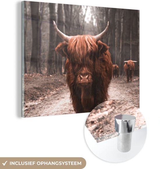 Aluminium schilderij Schotse hooglander van Mondiart te koop @ . Schitterende foto geprint op dibond. Dit goedkope kunstwerk is leverbaar in glans of mat en inclusief ophangsysteem