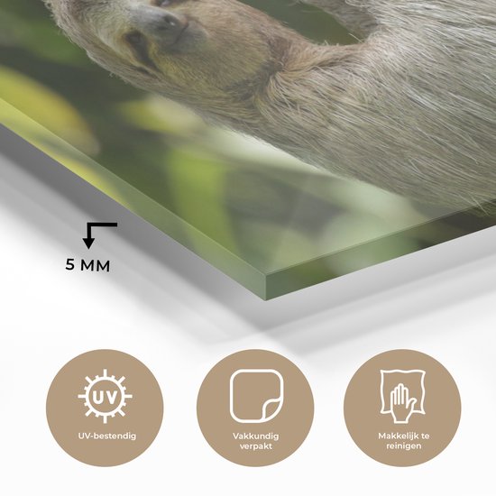 MuchoWow® Peinture sur verre - Un paresseux accroché à une branche - 160x80 cm - Peintures sur verre acrylique - Photo sur Glas