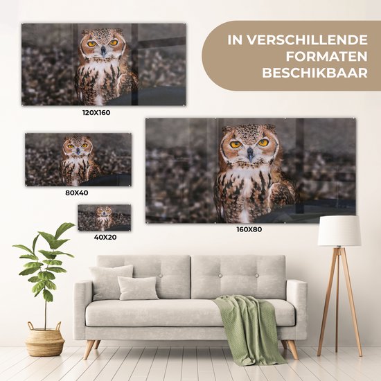 MuchoWow® Peinture sur verre - Chouette brune regardant directement dans l'appareil photo - 120x60 cm - Peintures sur verre acrylique - Photo sur Glas