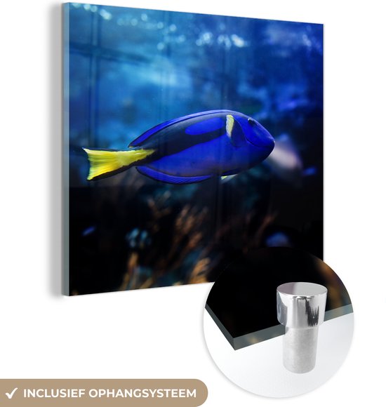MuchoWow® Glasschilderij 50x50 cm - Schilderij acrylglas - Blauwe vis in aquarium - Foto op glas - Schilderijen