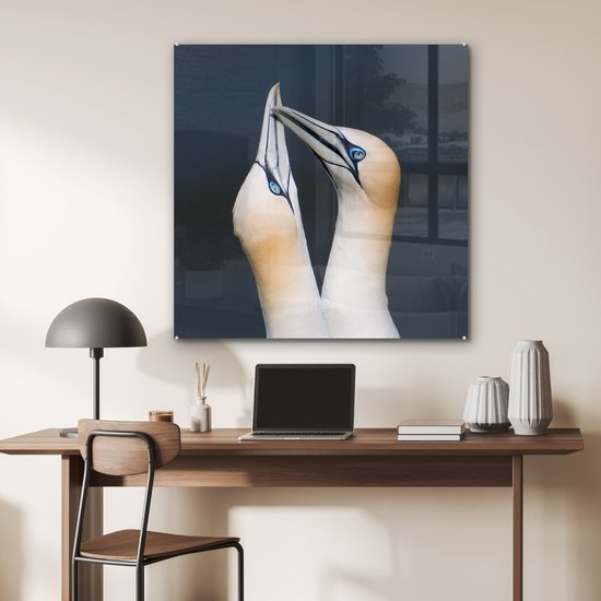 Couple de Fous de Bassan Plexiglas 90x90 cm - Tirage Photo sur Glas (Décoration murale Plexiglas)