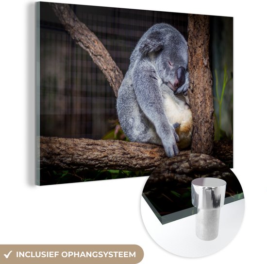 MuchoWow® Peinture sur verre 150x100 cm - Peinture sur verre acrylique - Australie - Koala - Arbre - Photo sur verre - Peintures