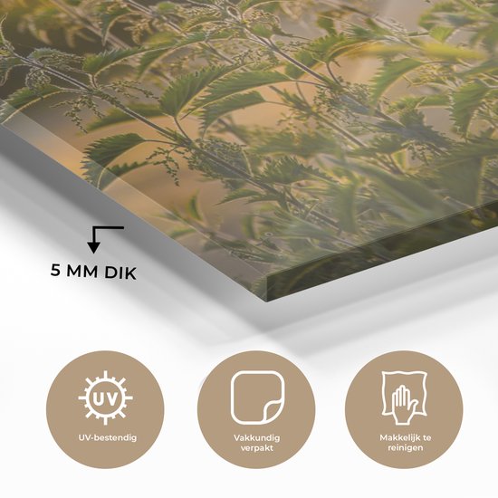 ® Glasschilderij 120x80 cm - Schilderij acrylglas - De zon gaat onder op de achtergrond bij een groep brandnetels - Foto op glas - Muurdecoratie woonkamer - Wanddecoratie slaapkamer - Schilderijen