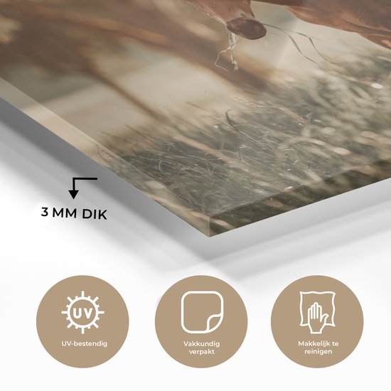 MuchoWow® Peinture sur verre - Cheval - Lumière - Prairie - 60x40 cm - Peintures sur verre acrylique - Photo sur Glas
