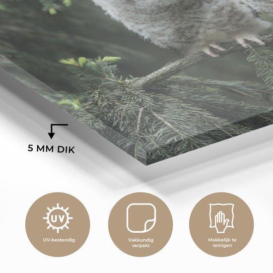 Deux poussins hiboux en Glas 90x60 cm - Tirage photo sur Glas (décoration murale en plexiglas)