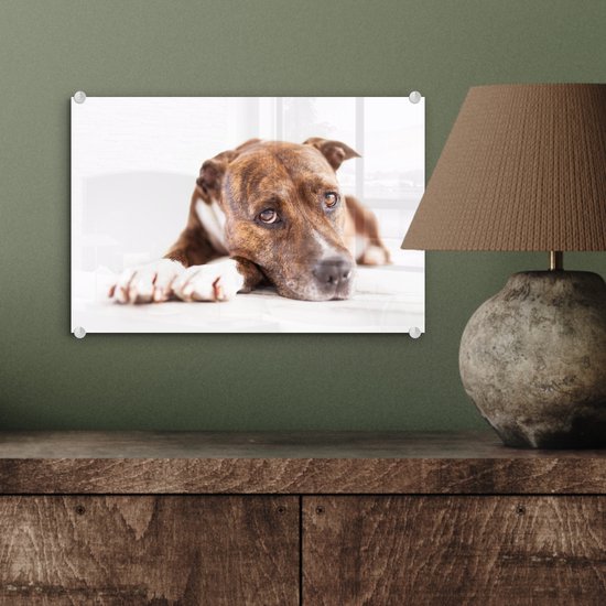 Glas de chien couché 30x20 cm - petit - Tirage photo sur Glas (décoration murale en plexiglas)