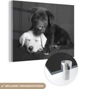 MuchoWow - Glasschilderij - Foto op glas - Muurdecoratie - Acrylglas - Dieren - Honden - Puppy - Zwart - Wit - Woonkamer - 120x90 cm - Wanddecoratie dieren - Woondecoratie - Schilderij glas
