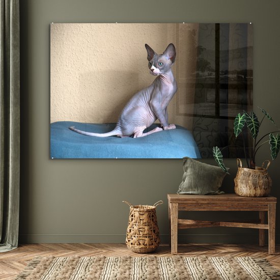 ® Glasschilderij 150x100 cm - Schilderij acrylglas - Een zittende Sphynx kitten - Foto op glas - Muurdecoratie woonkamer - Wanddecoratie slaapkamer - Schilderijen