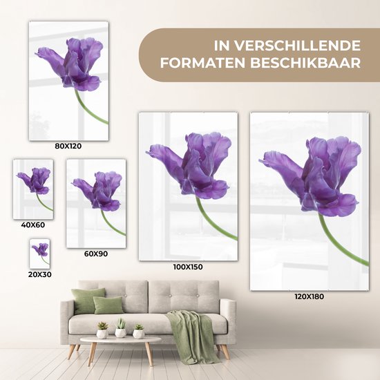 MuchoWow® Peinture sur verre 100x150 cm - Peinture sur verre acrylique - tulp violette sur fond blanc - Photo sur verre - Peintures