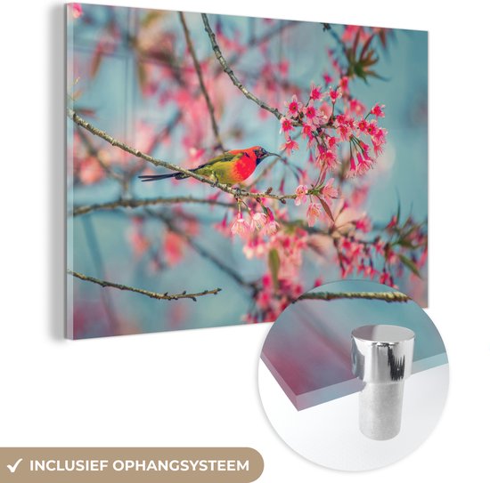 MuchoWow® Glasschilderij 60x40 cm - Schilderij acrylglas - Vogel - Sakura - Kleuren - Foto op glas - Schilderijen