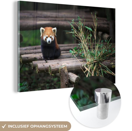 MuchoWow® Glasschilderij 150x100 cm - Schilderij acrylglas - Rode Panda - Bamboe - Boomstammen - Foto op glas - Schilderijen