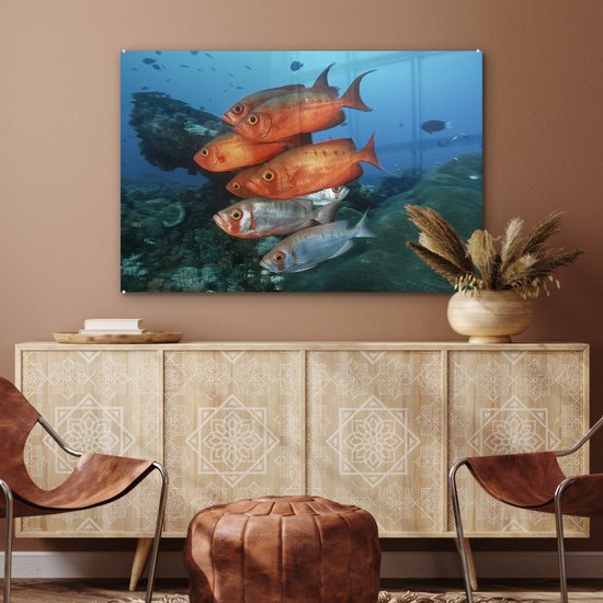 Poisson rouge et gris près de l' Afrique Glas 120x80 cm - Tirage photo sur Glas (décoration murale plexiglas)