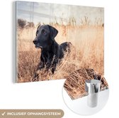 MuchoWow® Glasschilderij 120x80 cm - Schilderij acrylglas - Een Labrador Retriever ligt in het hoge gras - Foto op glas - Schilderijen