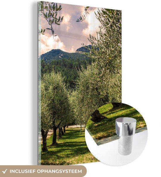 Een laan van Italiaanse olijfbomen plexiglas