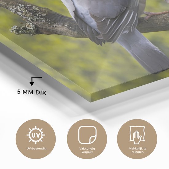 Photo d'un pigeon ramier dans un enclos animalier Plexiglas 90x60 cm - Tirage photo sur Glas (décoration murale plexiglas)