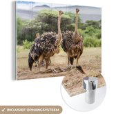 MuchoWow® Glasschilderij 60x40 cm - Schilderij acrylglas - Vrouwelijke struisvogels - Foto op glas - Schilderijen