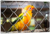 Tuinposter – Felgekleurde Zonparkiet Vogel achter Geruit Hek - 120x80 cm Foto op Tuinposter (wanddecoratie voor buiten en binnen)