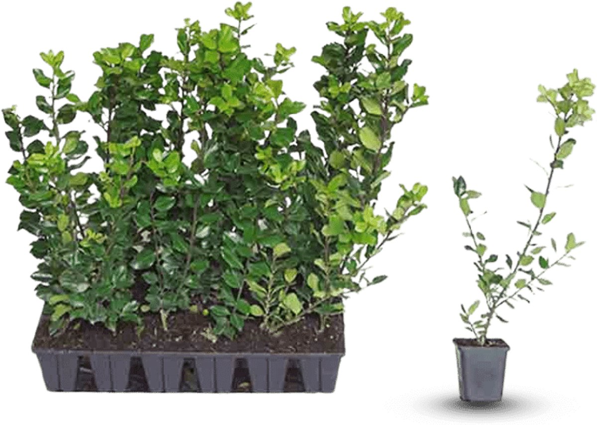 Plants Online - Haagplanten - Heesters - Hulst 'Blue Prince' - 0.7 liter pot --tray - set van 18 - Geschikt als hoge en lage haag - Inbraakwerend - Wintergroen - Zeer winterhard