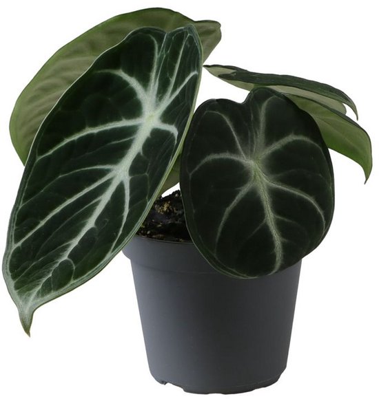Alocasia Ninja - Hoogte 10cm - Pot 6cm