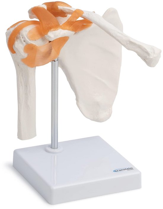 Anatomisch Kniegewricht Model - 19 Afneembare Delen Voor Medisch Onderwijs