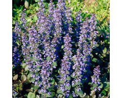 Kruipend zenegroen (Ajuga rep. Atropurpurea) - Atropurpurea - Ajuga reptans - Vaste planten - Bijen-Vlinders - Zomerbollen - Voorjaarsbollen