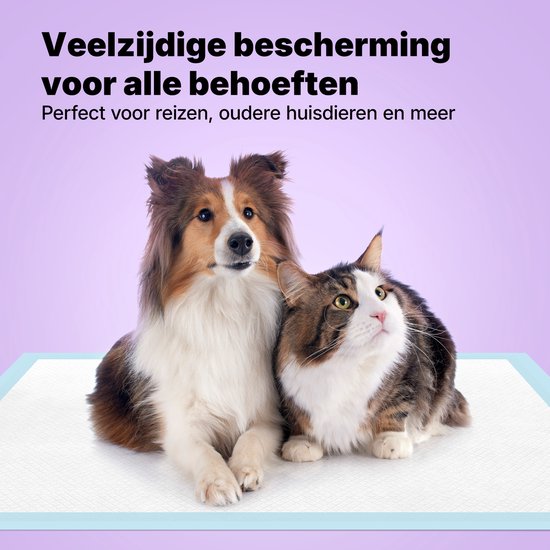 Un chien sheltie et un chat tigré sont allongés côte à côte sur un tapis d'apprentissage pour chiots bleu et blanc.