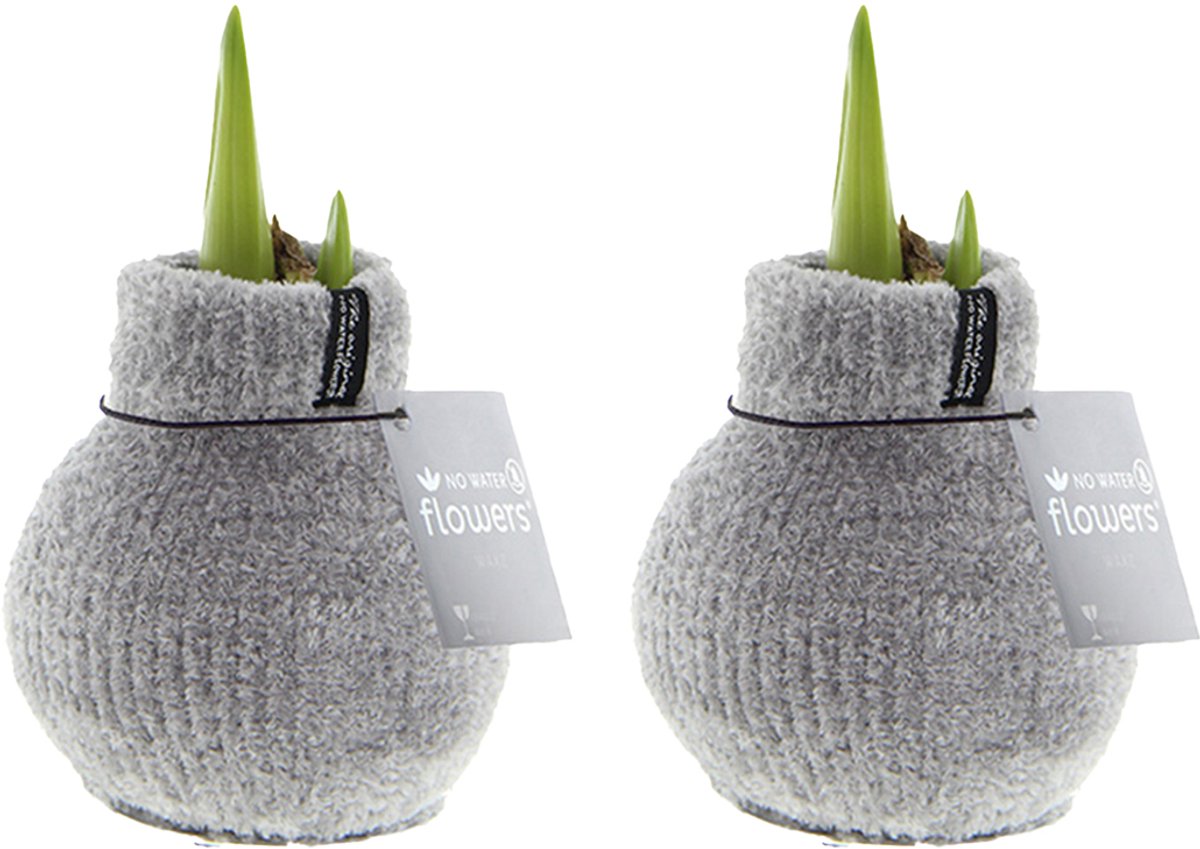 Bloomique - Set van 2 - Amaryllis Bol in Wax - Cozy Grjis - Bloembol - No Water Flowers - Kerstversiering - Hoogte 15-25 cm bij Levering - Groeit tot 40-60 cm - 10 cm diameter