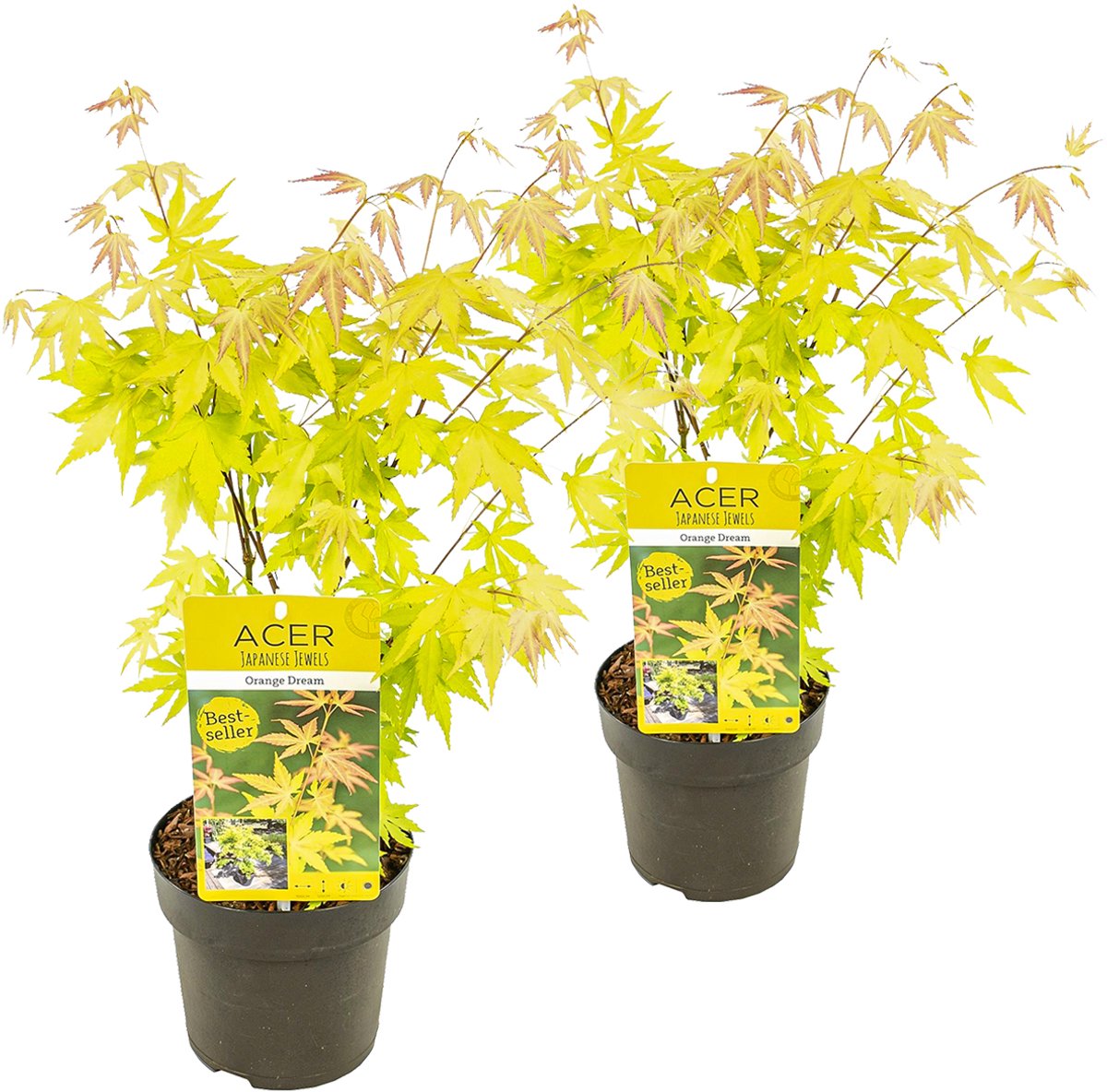 Bloomique - Set van 2 - Acer Palmatum Orange Dream - Japanse Esdoorn - Oranje Blad - Tuinplanten - Winterhard - Hoogte 40-50 cm - Pot 15 cm