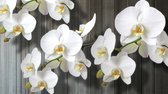 Fotobehang Vlies | Orchideeën, Bloem | Wit | 368x254cm (bxh)