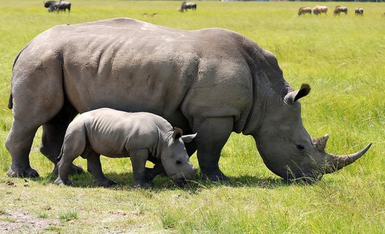 Fotobehang Vlies | Neushoorn | Grijs, Groen | 368x254cm (bxh)