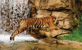 Tiger Waterfall Nature Photo Wallcovering