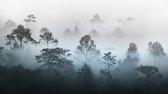 Fotobehang Bos In Mist - Vliesbehang - 416 x 254 cm