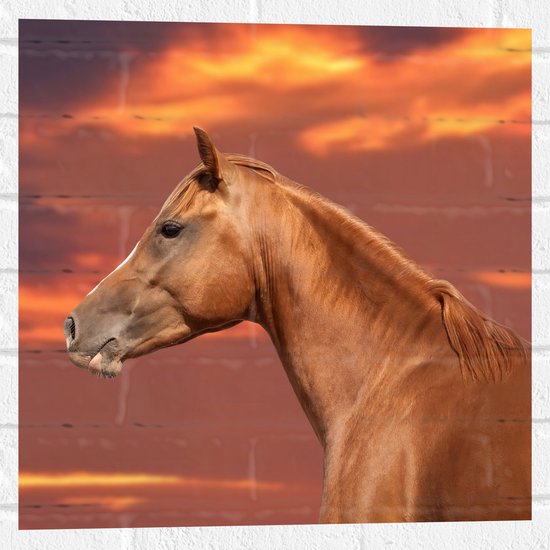 Muursticker - Zijaanzicht van Glanzend Bruin Paard onder Oranje Gloed in de Lucht - 50x50 cm Foto op Muursticker