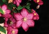 Fotobehang - Vlies Behang - Bloemen op Zwarte Achtergrond - 416 x 254 cm