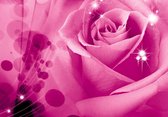 Fotobehang - Vlies Behang - Roze Roos - 312 x 219 cm