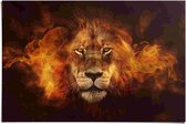 Affiche Lion en feu