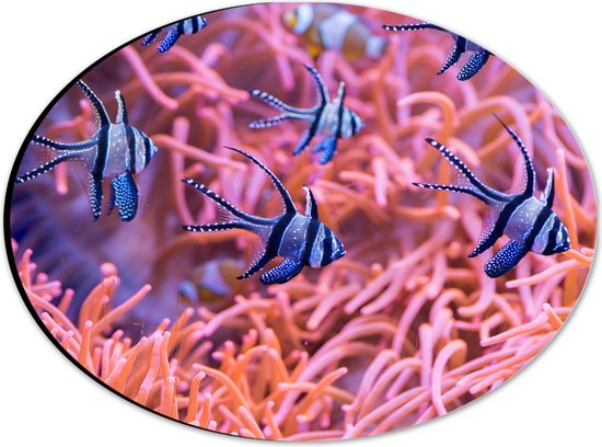 Dibond Ovaal - School Zwart met Witte Straalvinnige Vis bij Roze Koraal - 28x21 cm Foto op Ovaal (Met Ophangsysteem)