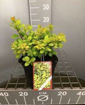 Spiraea betulifolia 'Tor Gold' - Spierstruik, spirea 30 - 40 cm in pot