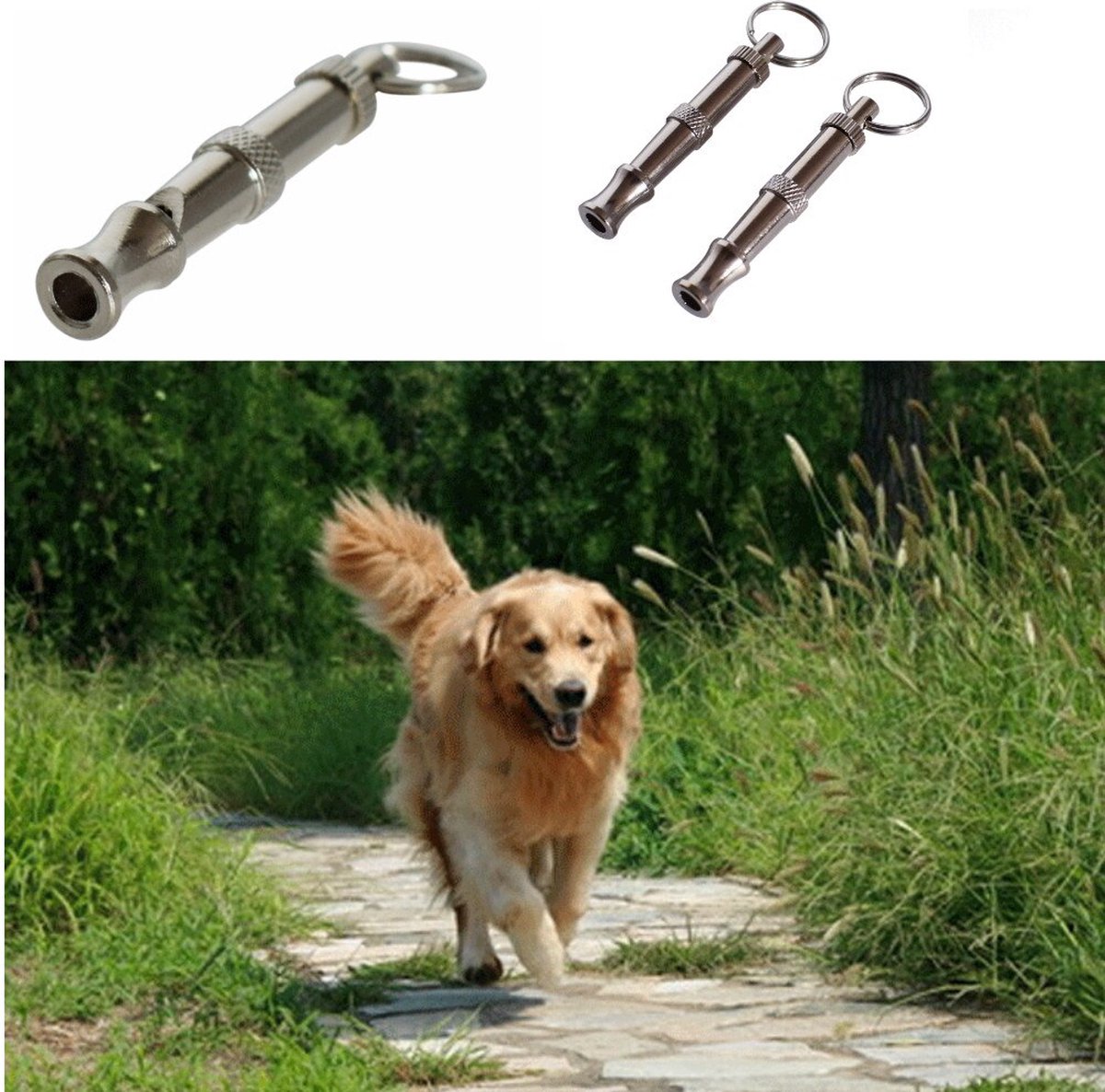 Hond die blaft - Onze tips voor honden die de hele tijd blaffen
