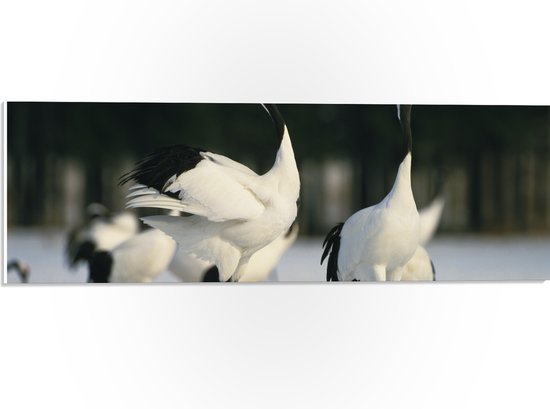 PVC Schuimplaat - Fluitende Kraanvogels in landschap Vol met Sneeuw - 60x20 cm Foto op PVC Schuimplaat (Met Ophangsysteem)