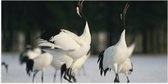 Poster Glanzend – Fluitende Kraanvogels in landschap Vol met Sneeuw - 100x50 cm Foto op Posterpapier met Glanzende Afwerking