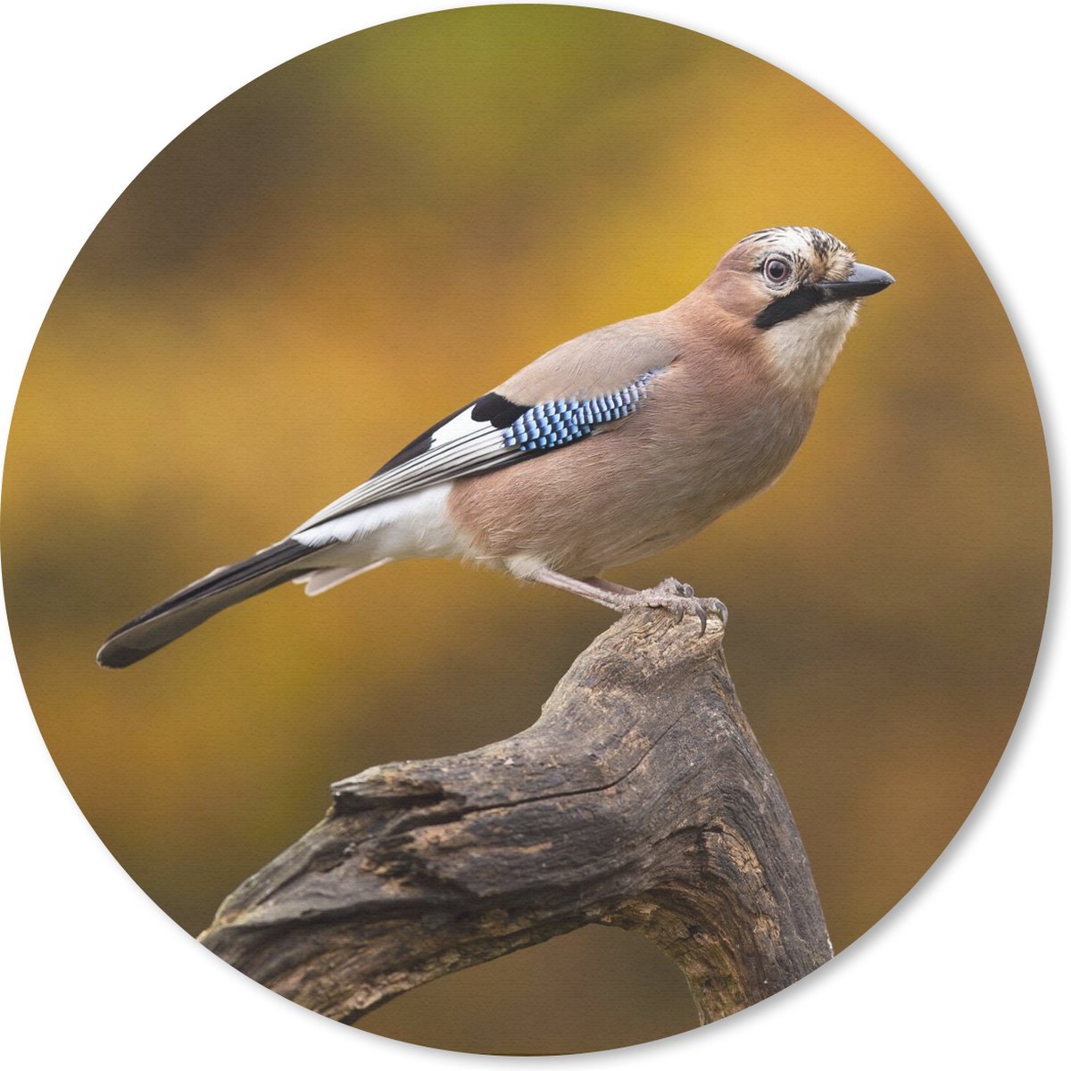Muismat rond 20x20 cm - Mousepad Vogel - Tak - Vlaamse gaai - Ronde muismatten