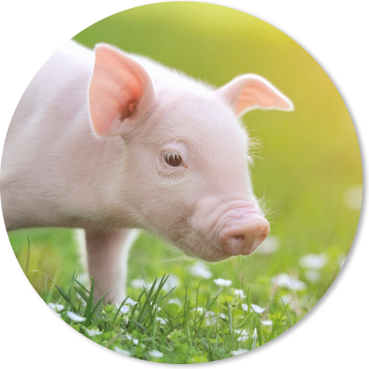 Muismat rond 50x50 cm - Mousepad Dieren - Biggetje - Varken - Ronde muismatten