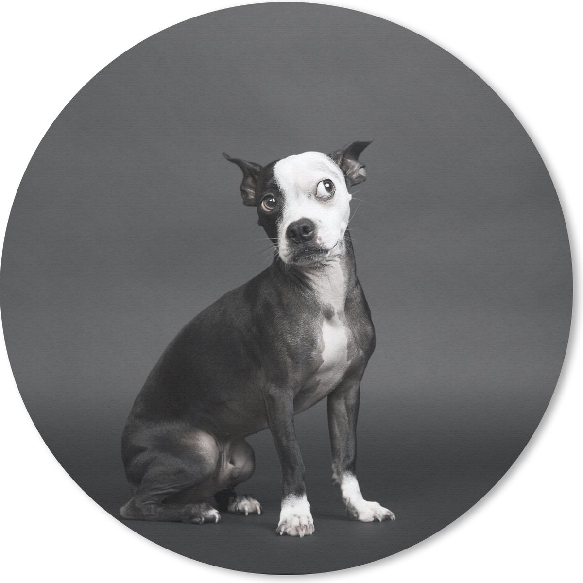 Muismat rond 20x20 cm - Mousepad Hond - Vlek - Portret - Ronde muismatten