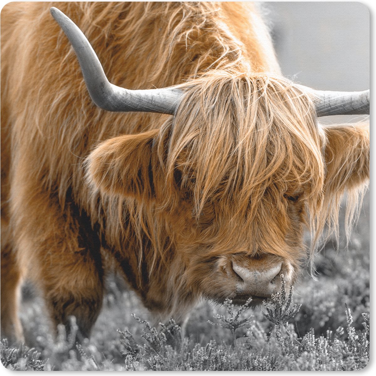 Muismat 30x30 cm - Mousepad Schotse Hooglander - Dieren - Bruin - Koe - Zwart - Wit - Natuur - Muismatten