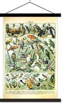 Porte-affiche avec Affiche - Affiche scolaire - Animaux - Vintage - Adolphe Millot - Vogels - Design - 60x90 cm - Lattes noires