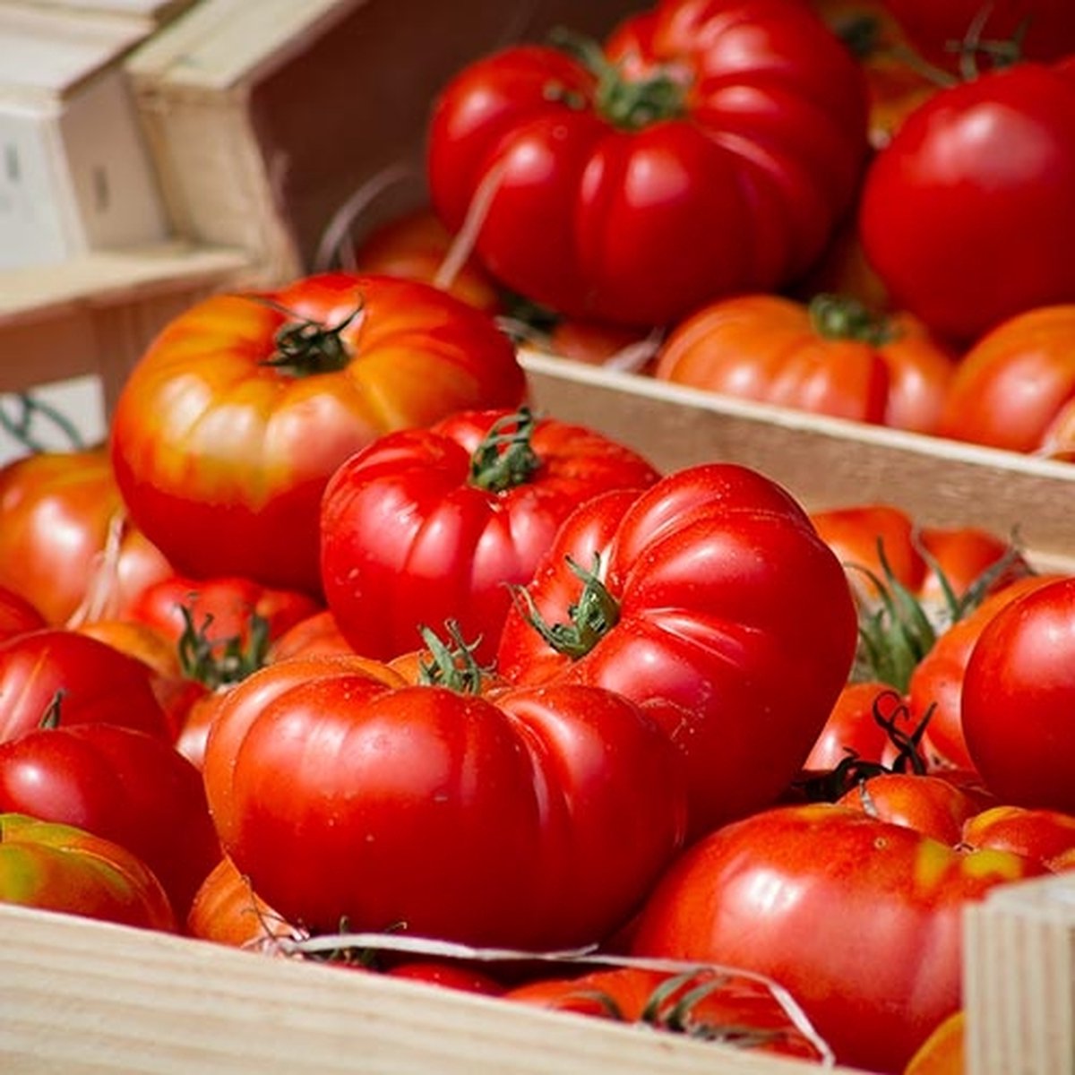 Tomaten zaden - Beefsteak