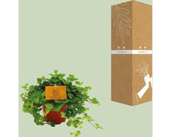 Peperomia Rotundifolia – Groene Kamerplant – Ø12 cm – ↨20 cm – Onderhoudsvriendelijk – Luchtzuiverend – Sierlijke Hangplant